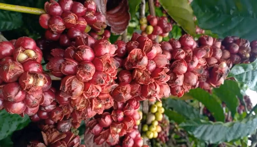 Mưa dầm dề, người trồng cà phê bất lực nhìn quả rụng đỏ gốc -0