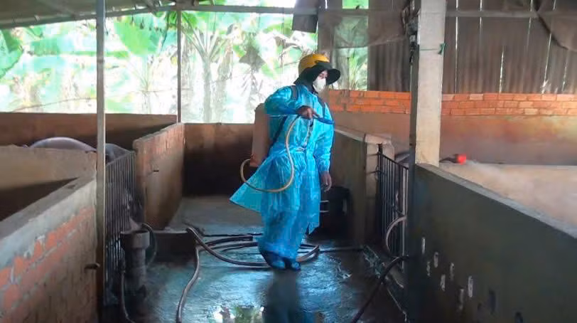 Nhiều hộ chăn nuôi heo ở Tây Ninh còn giấu dịch -0