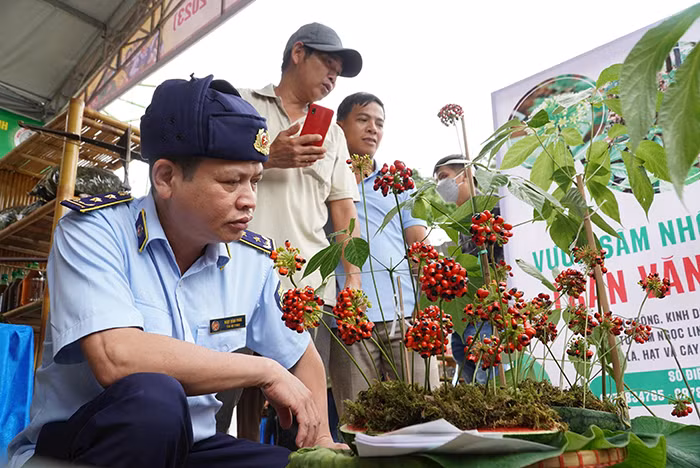 Chuyện những người soi… sâm! -0