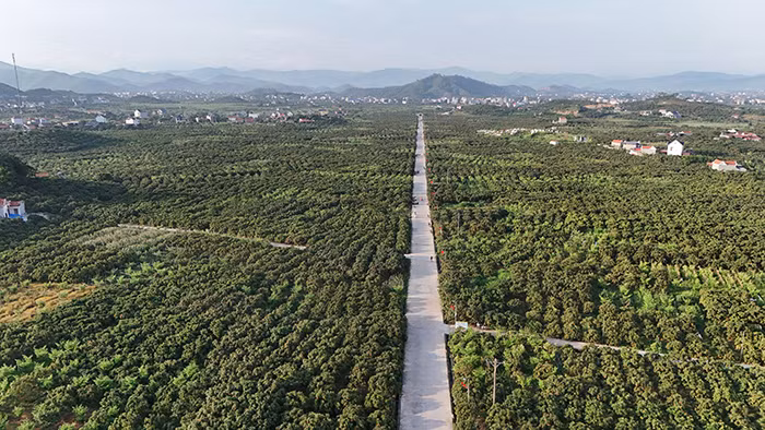 Lục Ngạn những đêm không ngủ -0