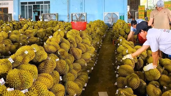 Giải pháp nào để “cứu” xuất khẩu sầu riêng?