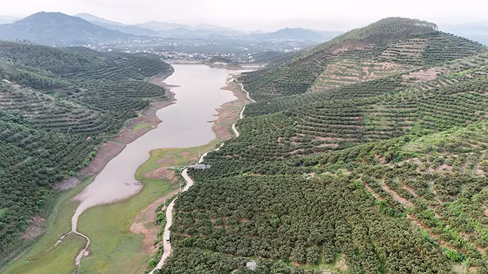 Lục Ngạn những đêm không ngủ -0