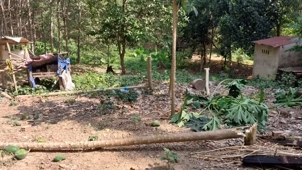 Voi rừng về phá hoại cây trồng, người dân lo sợ suốt ngày đêm