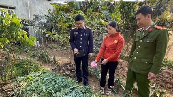 Thu giữ gần 1,5 tạ cần sa trong vườn rau