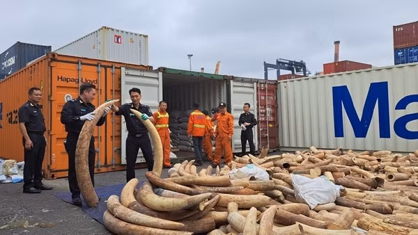 Khen thưởng các đơn vị tham gia bắt giữ 7 tấn ngà voi qua Cảng Nam Đình Vũ