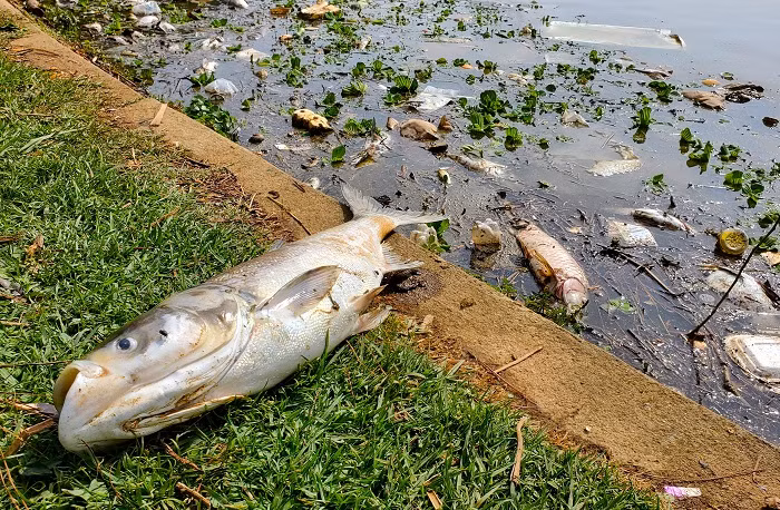 Cá ngoi lên thở, chết la liệt ở hồ Xuân Hương -0