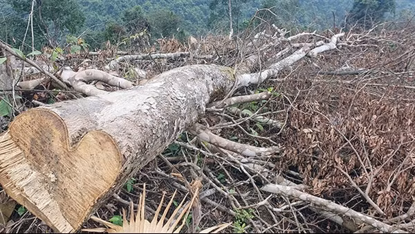 Đề nghị khởi tố vụ phá rừng giáp ranh ở Quảng Bình