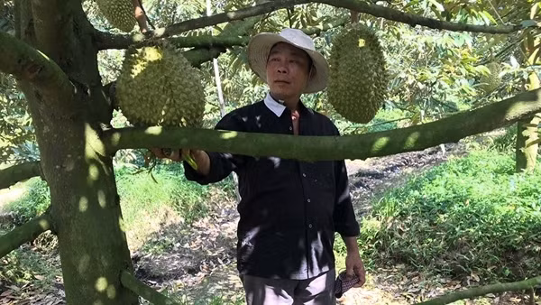 Không mở rộng diện tích trồng sầu riêng khi chưa có liên kết sản xuất và tiêu thụ