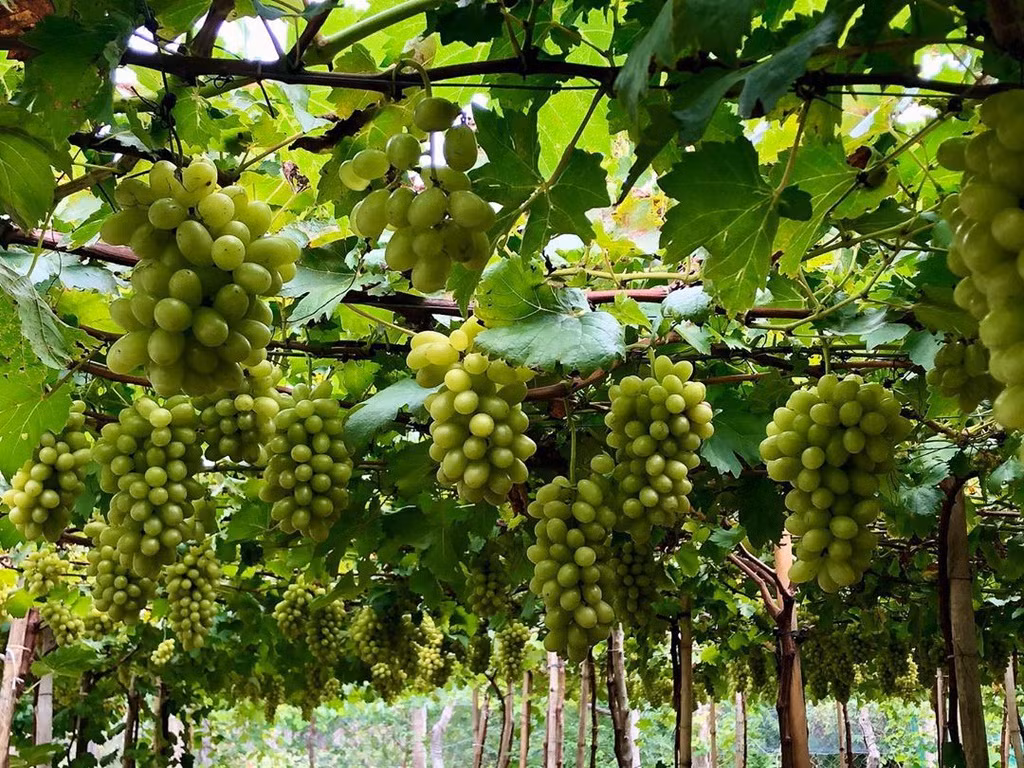 “Thủ phủ” nho của cả nước tổ chức lễ hội lớn tôn vinh nho và vang -0