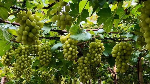 “Thủ phủ” nho của cả nước tổ chức lễ hội lớn tôn vinh nho và vang