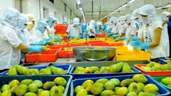 Xuất khẩu rau quả sang thị trường Trung Quốc, lấy lại đà tăng trưởng