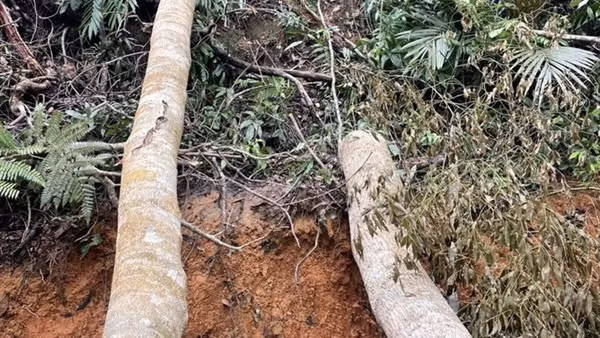 Khởi tố vụ án phá rừng ở Ninh Hòa
