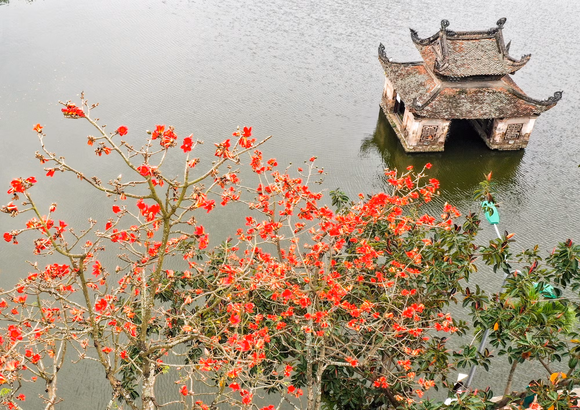 Hoa gạo đỏ rực góc sân chùa Thầy -0