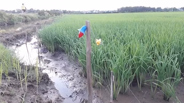 Vướng bẫy chuột bằng điện, nam thanh niên đi bắt cá tử vong