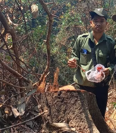 Xác định 4 đối tượng nghi vấn liên quan vụ cưa hạ nhiều cây rừng để khai thác gỗ -0