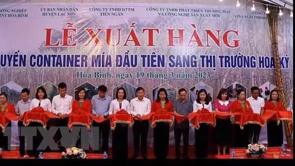 Hòa Bình xuất khẩu lô hàng &nbsp;mía tươi đầu tiên sang Hoa Kỳ