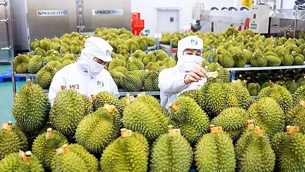 Xuất khẩu rau quả cao kỷ lục