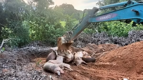 Dịch tả lợn châu Phi tăng do thiếu kiểm dịch nội tỉnh