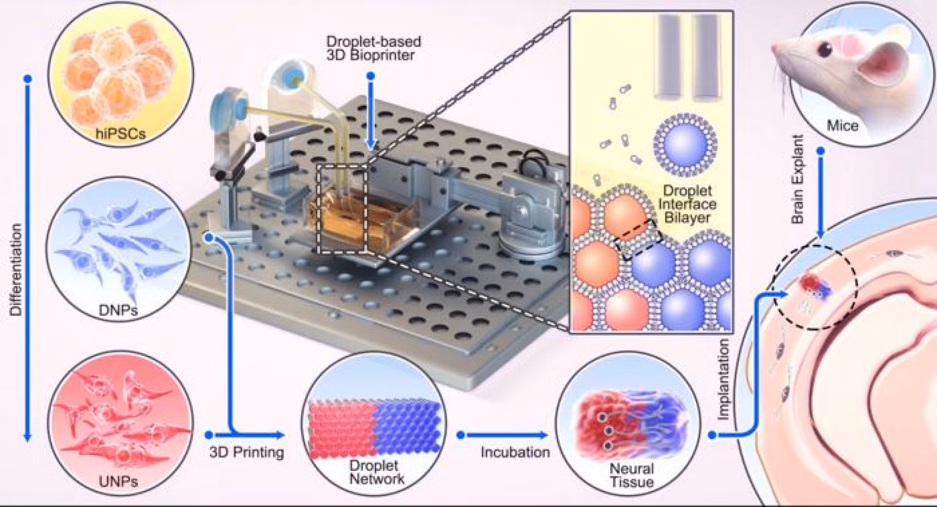 In 3D sinh học đem lại hy vọng điều trị chấn thương não -0