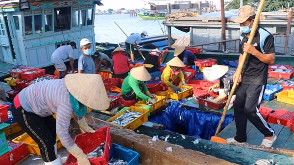Vươn khơi đánh bắt trên ngư trường truyền thống ảnh 3