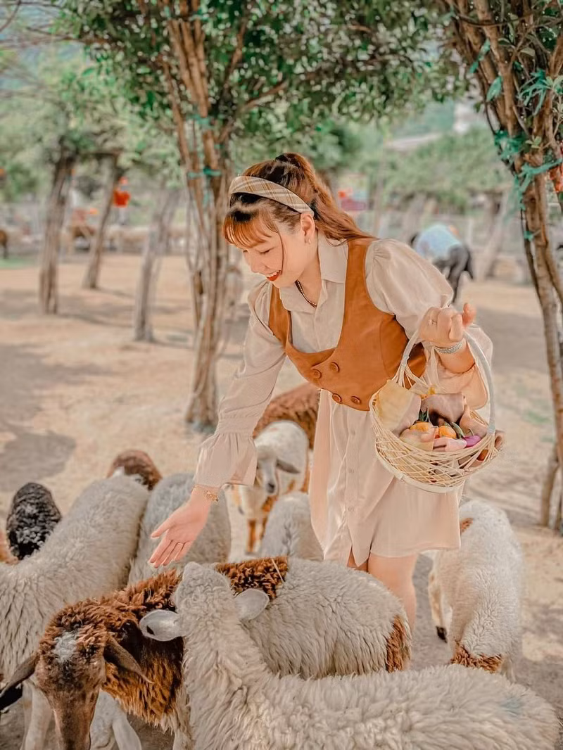 hình 5 đồi cừu mộng mơ đốn tim bao du khách.jpg -0