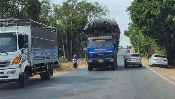 Hạ nhiệt “điểm nóng” xe chở mía quá tải