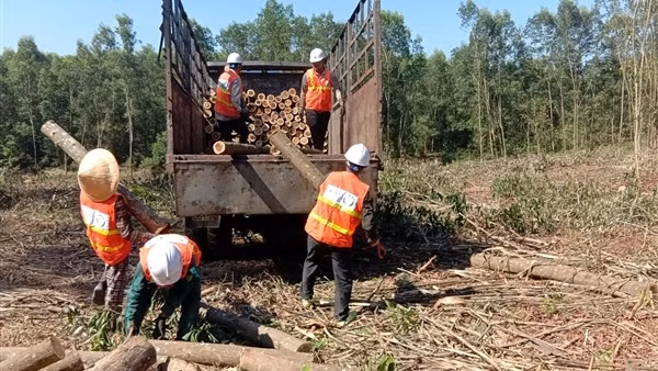 Hưởng lợi từ trồng rừng gỗ lớn đạt tiêu chuẩn quốc tế