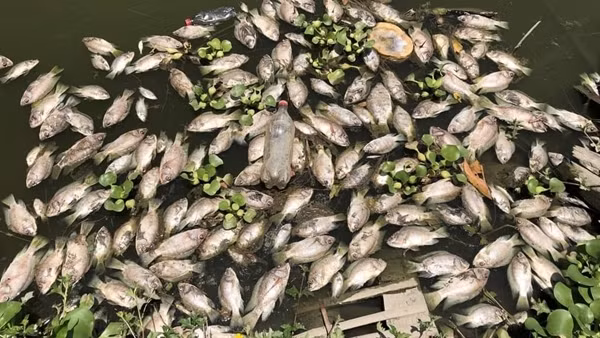 Bất ngờ với báo cáo nguyên nhân cá chết hàng loạt ở suối Hón Thành