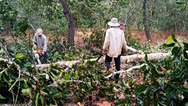 Khởi tố hình sự vụ chặt phá rừng phòng hộ