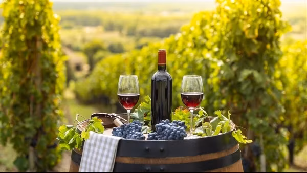 Các nhà sản xuất rượu vang ở Bordeaux muốn "đổ rượu xuống cống"