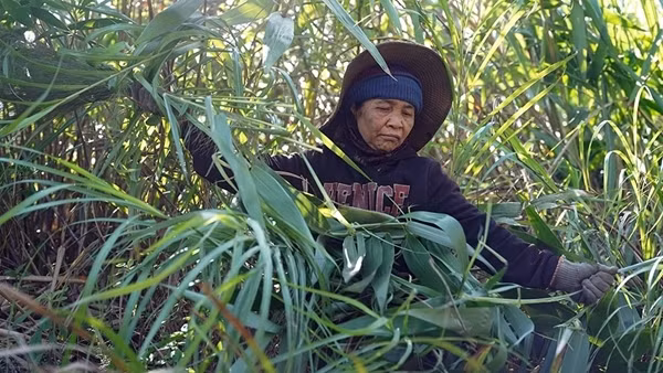 “Lộc rừng” giữa đại ngàn Trường Sơn