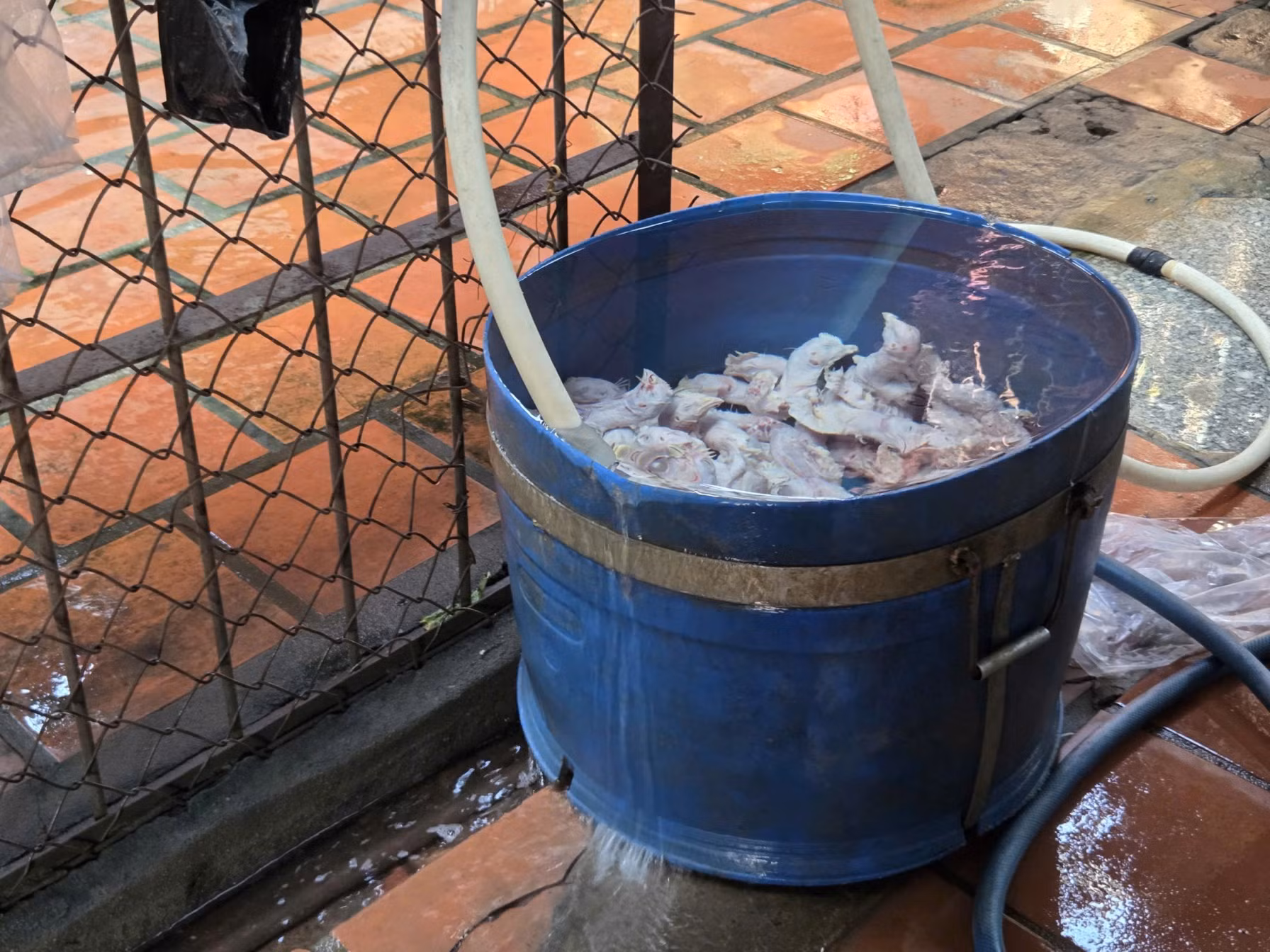 Phát hiện một cơ sở nuôi nhốt nhiều động vật hoang dã ở TP Hồ Chí Minh -3