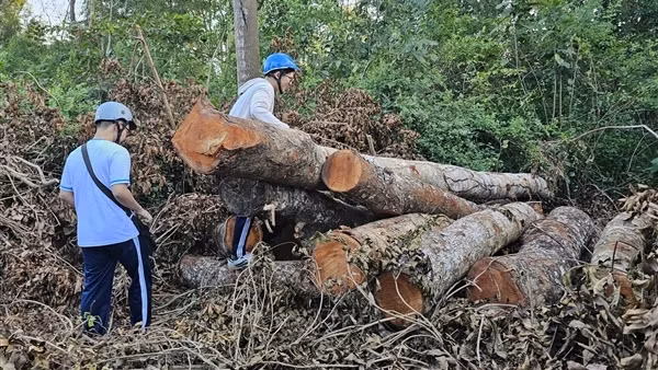 Quản lý, bảo vệ câu kết đốn hạ 42 cây xanh ở Khu văn hóa hồ Nước Ngọt