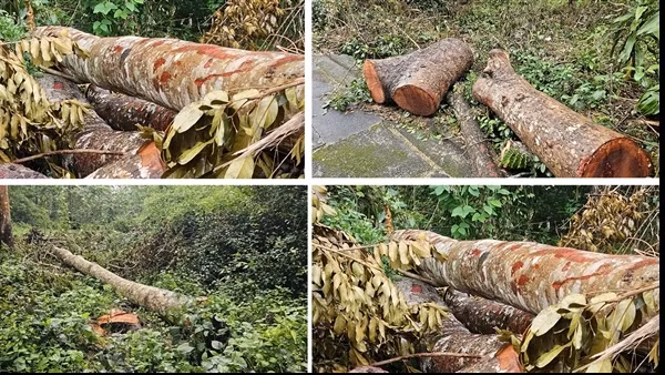 Xử lý nghiêm vụ 42 cây xanh tại Khu văn hóa hồ Nước Ngọt bị đốn hạ