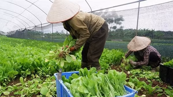 Tạo chuyển biến rõ rệt trong nhận thức và hành động về an toàn thực phẩm