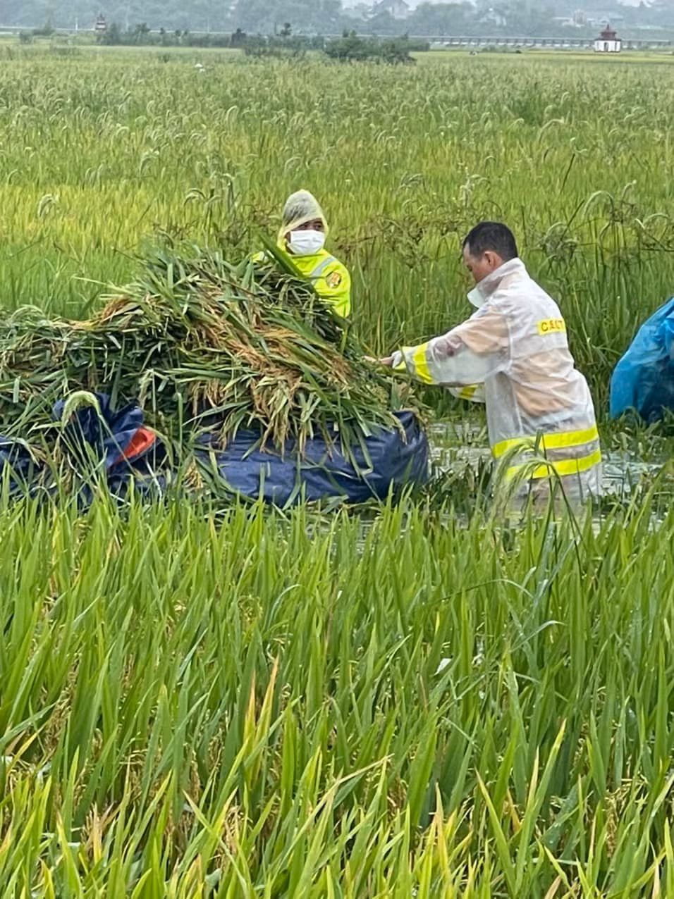 Giúp dân gặt lúa sau đợt mưa lớn kéo dài -0
