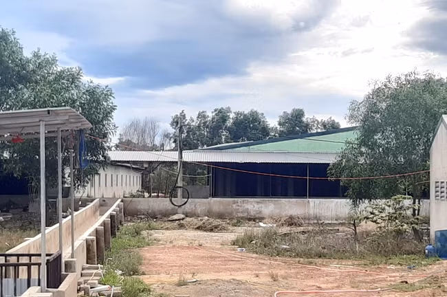 Phạt 225 triệu đồng doanh nghiệp nuôi lợn xả thải gây ô nhiễm môi trường -0