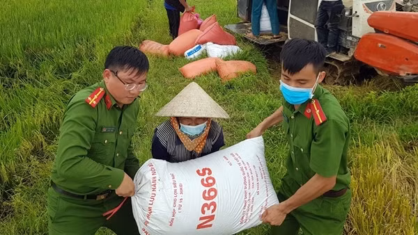 Giúp dân gặt lúa sau đợt mưa lớn kéo dài ảnh 8