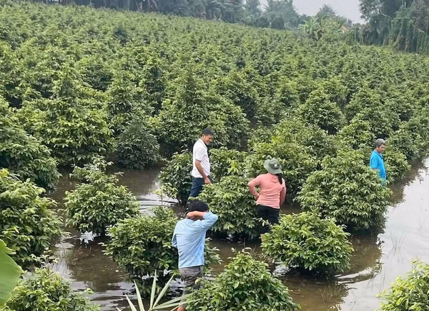 Trên 500ha trồng mai vàng ở TP Hồ Chí Minh bị ngập nước -0