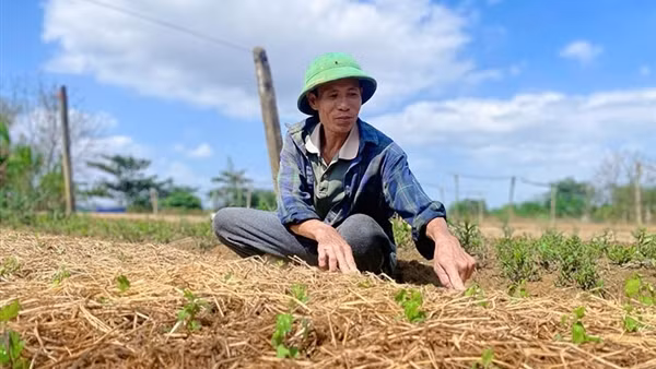 Nông dân vùng lũ gượng dậy, “hồi sinh” vựa hoa Tết