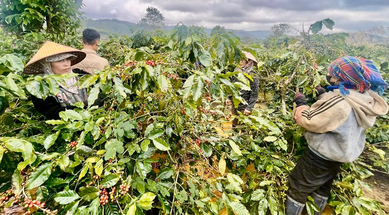 Công an xã đảm bảo an ninh mùa thu hoạch cà phê ở Quảng Trị -0