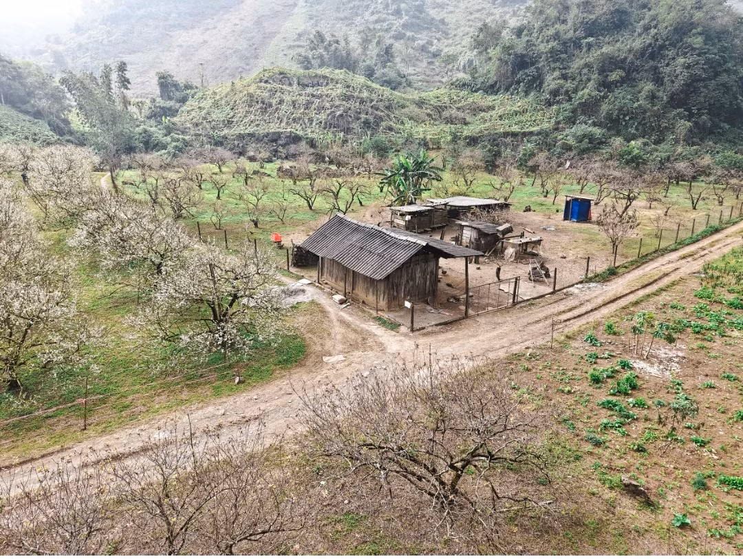 Hoa mận nở sớm trên cao nguyên Mộc Châu -9