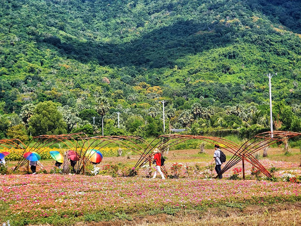 Câu chuyện kỳ thú về “Rừng pin mặt trời” dưới chân Núi Cấm -0
