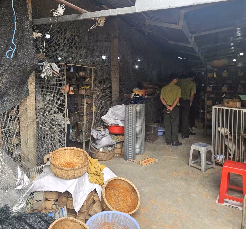 Cảnh sát môi trường phát hiện xử lý nhiều cơ sở nuôi nhốt, buôn bán chim hoang dã trái phép -0