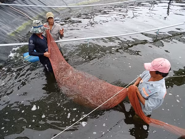 Cà Mau tổ chức Festival tôm năm 2023 -1