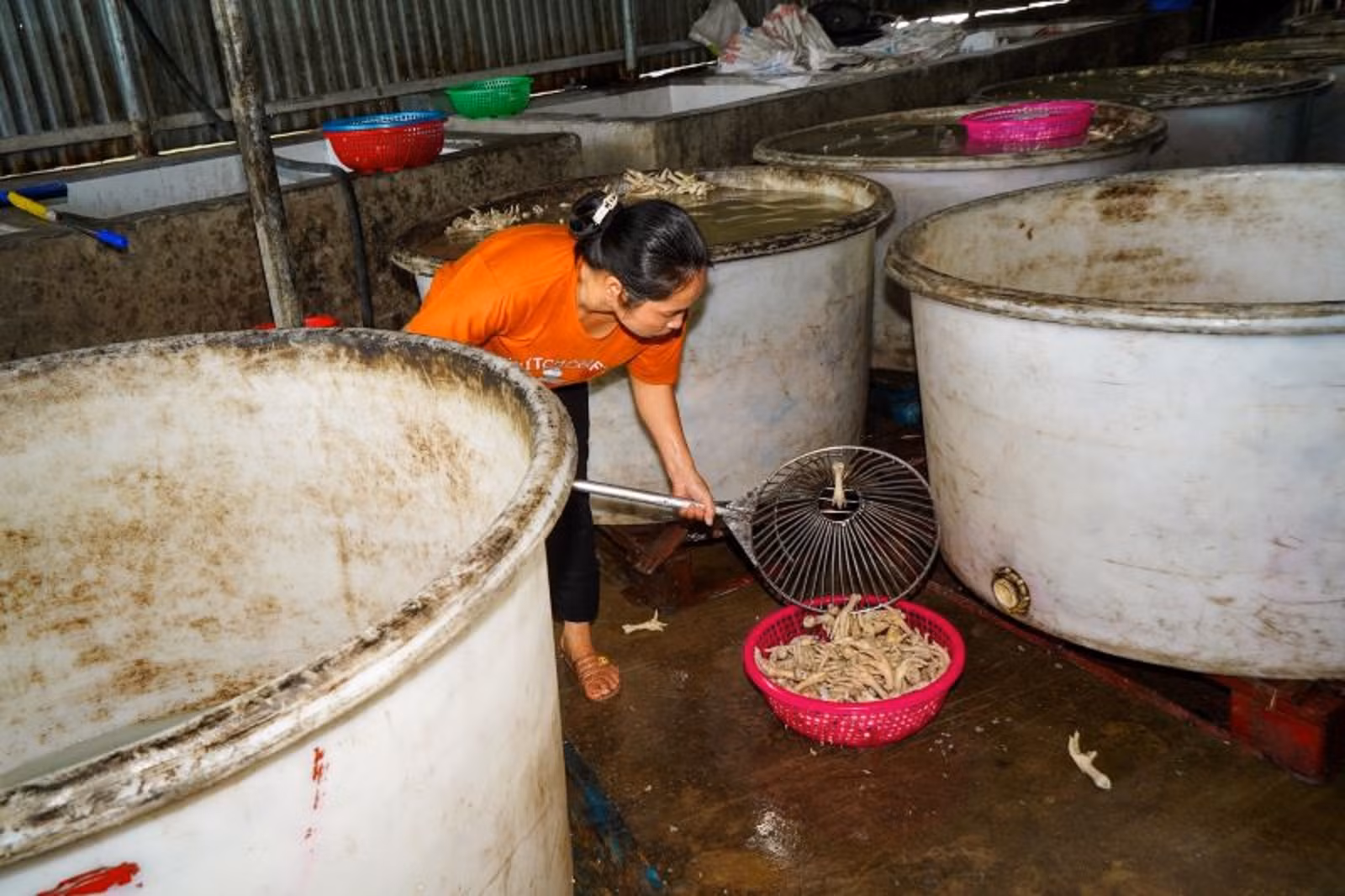Chủ tịch TP Hải Phòng phát hiện doanh ngiệp có dấu hiệu chế biến chân gà vi phạm an toàn thực phẩm -0