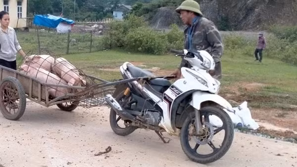 Quảng Bình bùng phát dịch tả lợn châu Phi và dịch tai xanh ở lợn