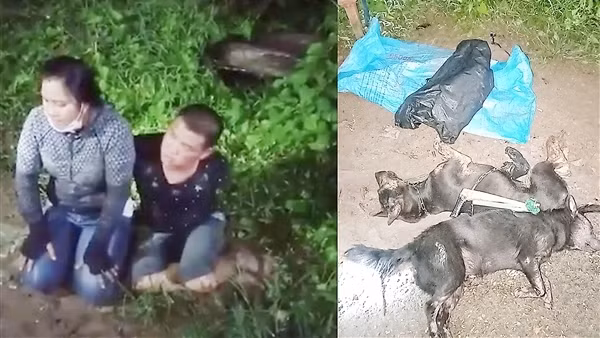 Cặp vợ chồng rủ nhau trộm chó để... trả nợ
