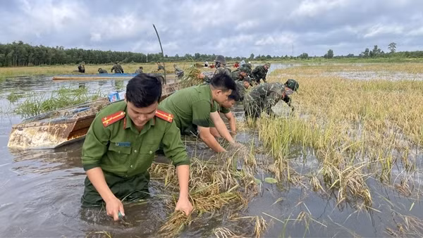 Giúp dân gặt lúa chạy lũ