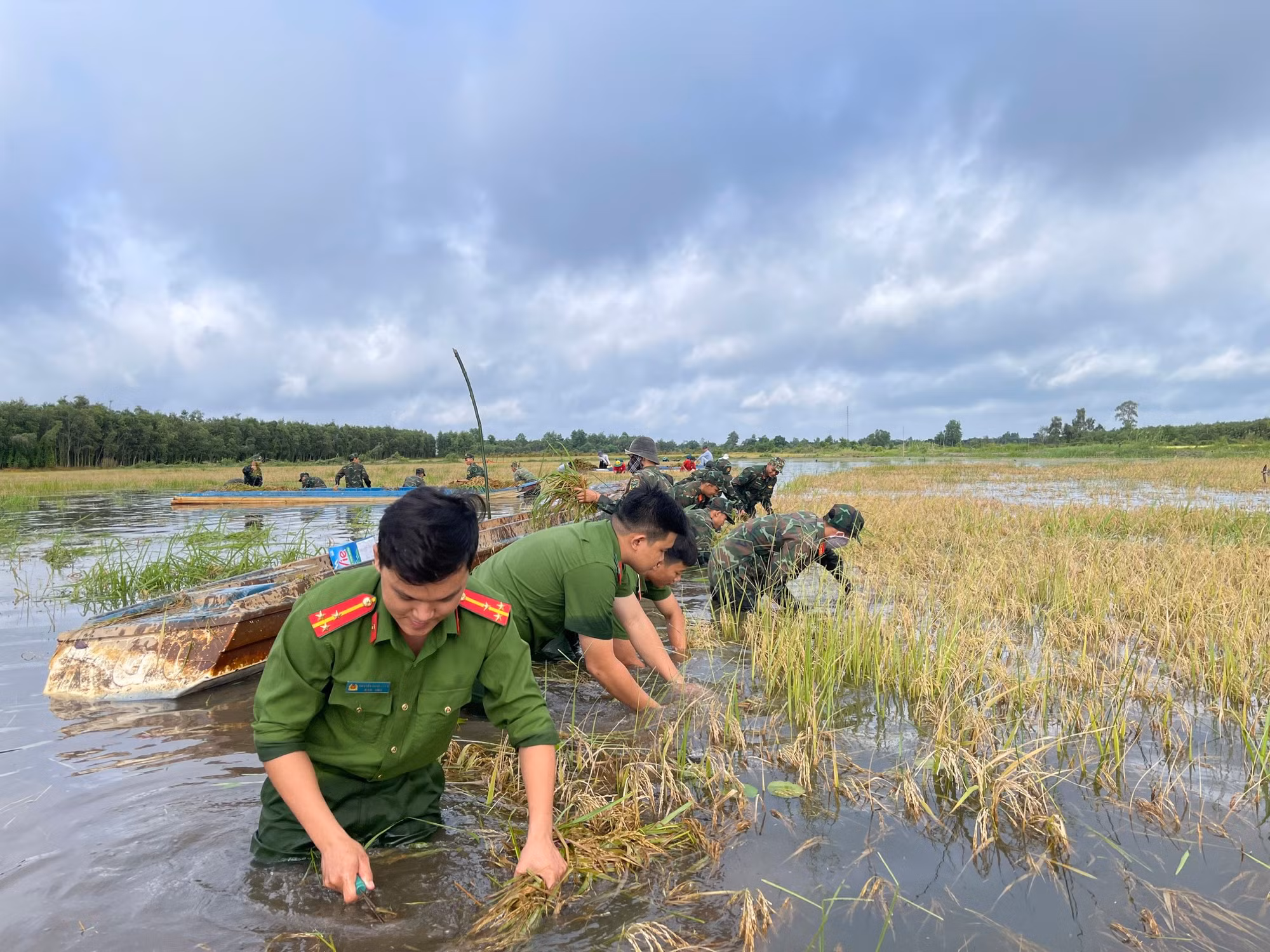 Công an huyện Thạnh Hóa, Long An giúp dân cắt lúa chạy lũ -0